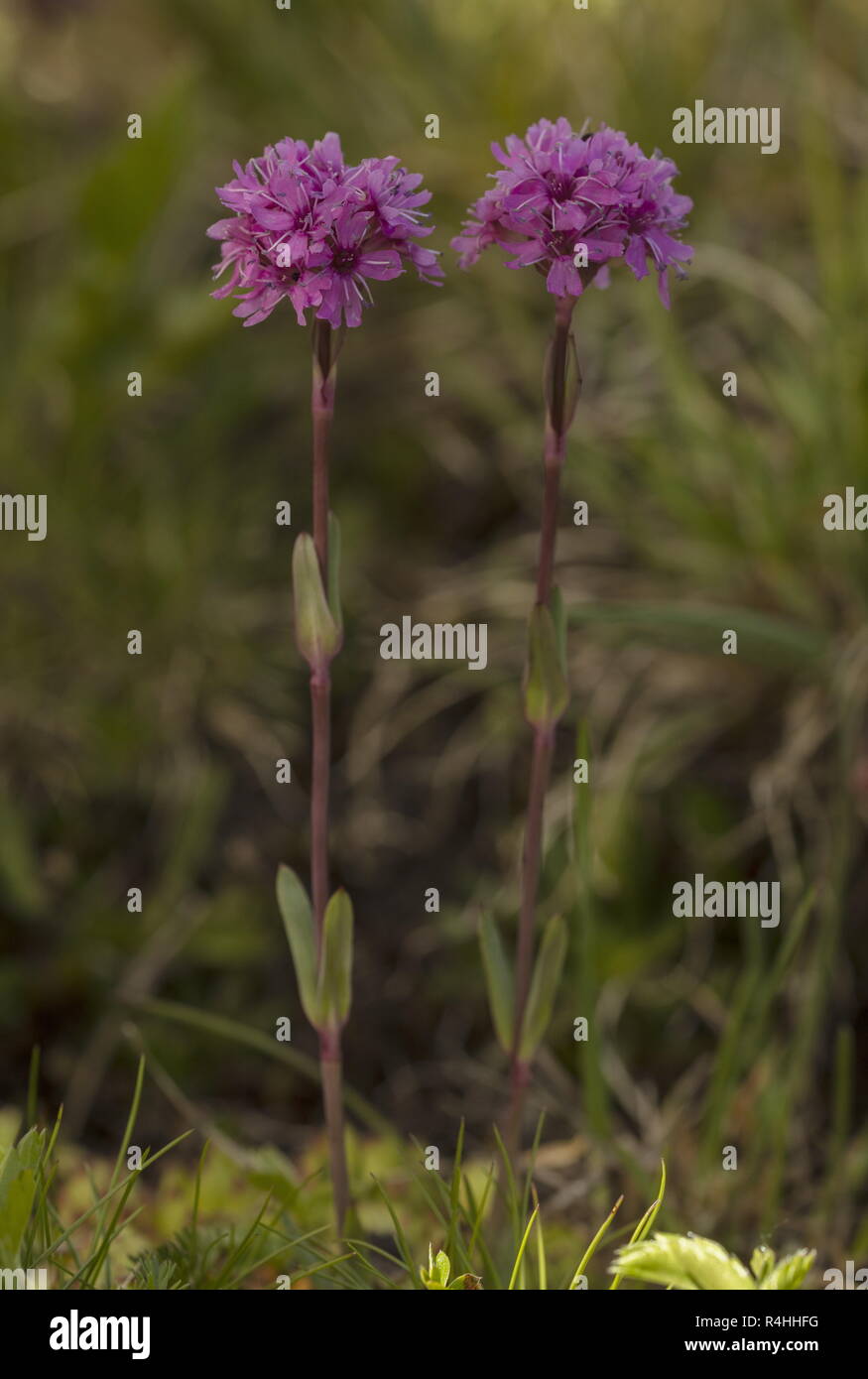 Silène Silene suecica, alpine, en fleurs haut dans les Alpes françaises. Banque D'Images