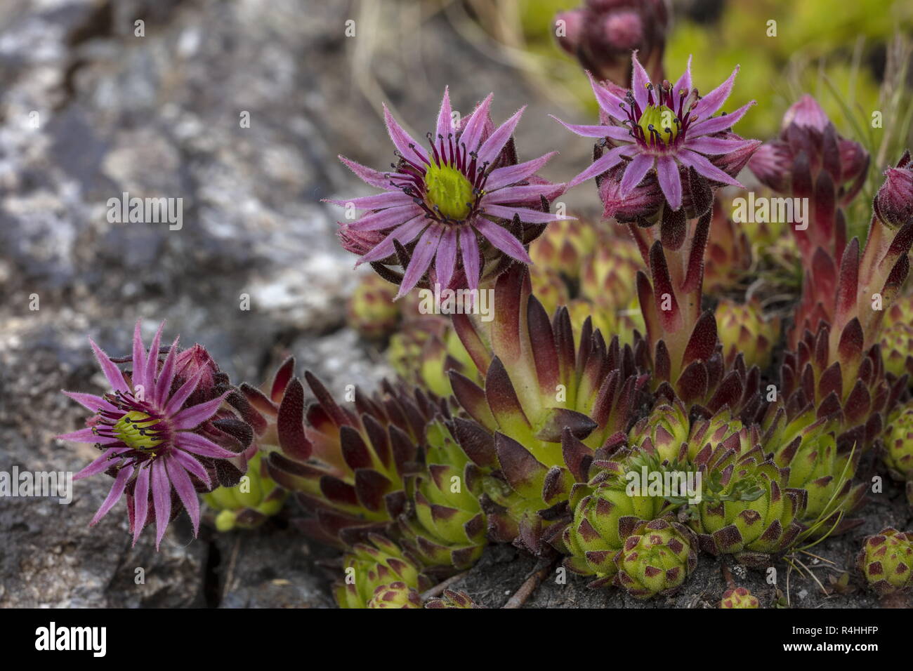 Poule et poussins, Mountain, Houseleek Sempervivum montanum, Banque D'Images