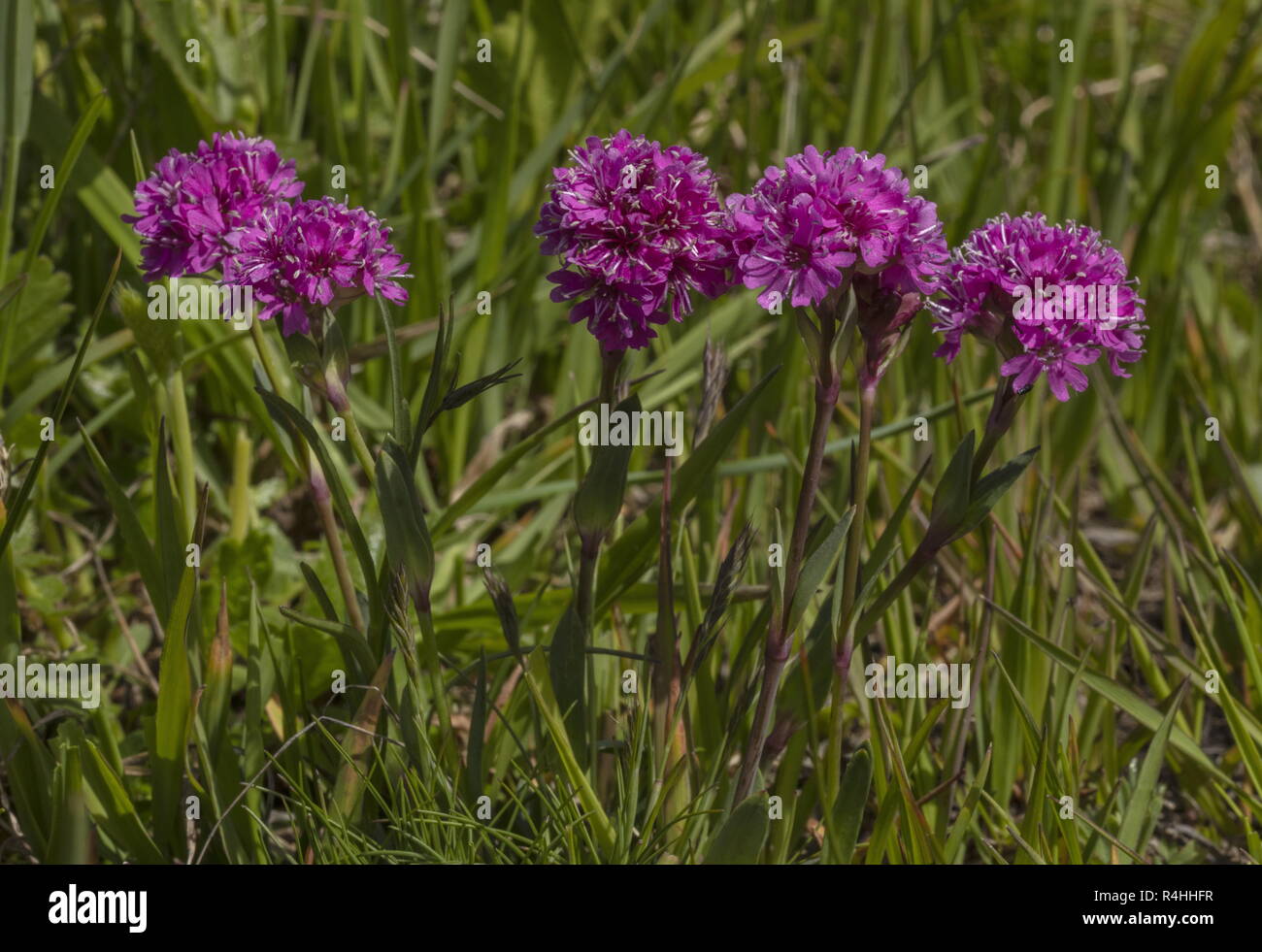 Silène Silene suecica, alpine, en fleurs haut dans les Alpes françaises. Banque D'Images