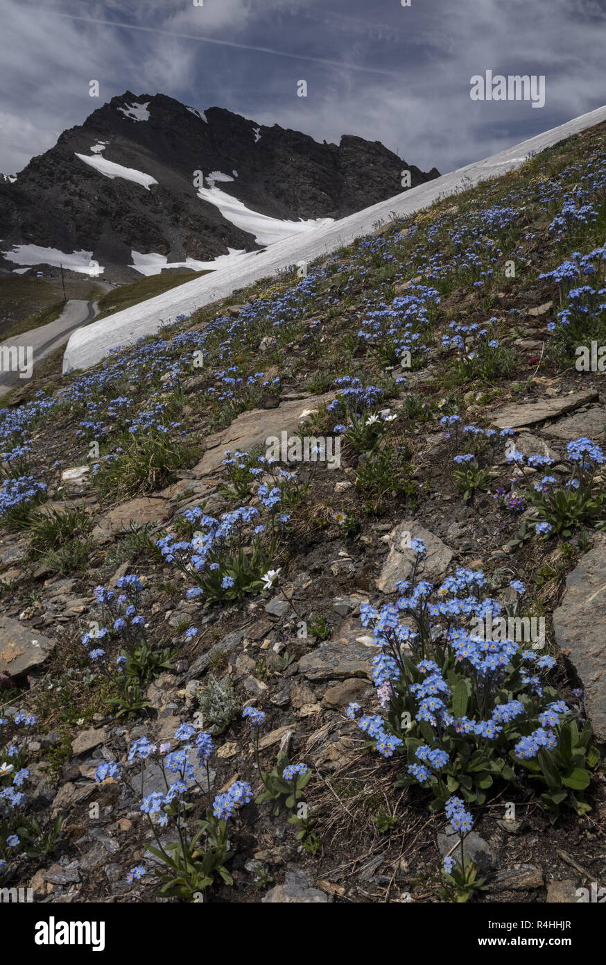 Alpine forget-me-not, Myosotis alpestris en fleur dans le Parc National de la Vanoise, Alpes Françaises. Banque D'Images