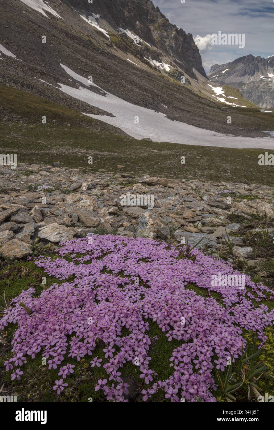 Le silène acaule, Silene acaulis, en fleurs à 2800 m sur le Col de l'Iseran, du Parc National de la Vanoise, Graian Alps, 'la france. Banque D'Images