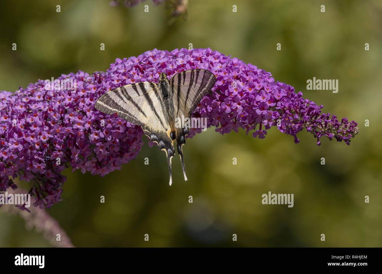 Les rares Swallowtail butterfly, Iphiclides podalirius, se nourrissant de fleurs de Buddleia. Banque D'Images