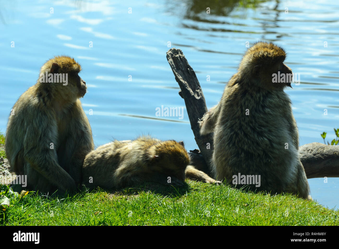 Macaques de Barbarie (Macaca sylvanus) séance en piscine, Blair Drummond Safari Park, près de Stirling, Scotland, UK Banque D'Images