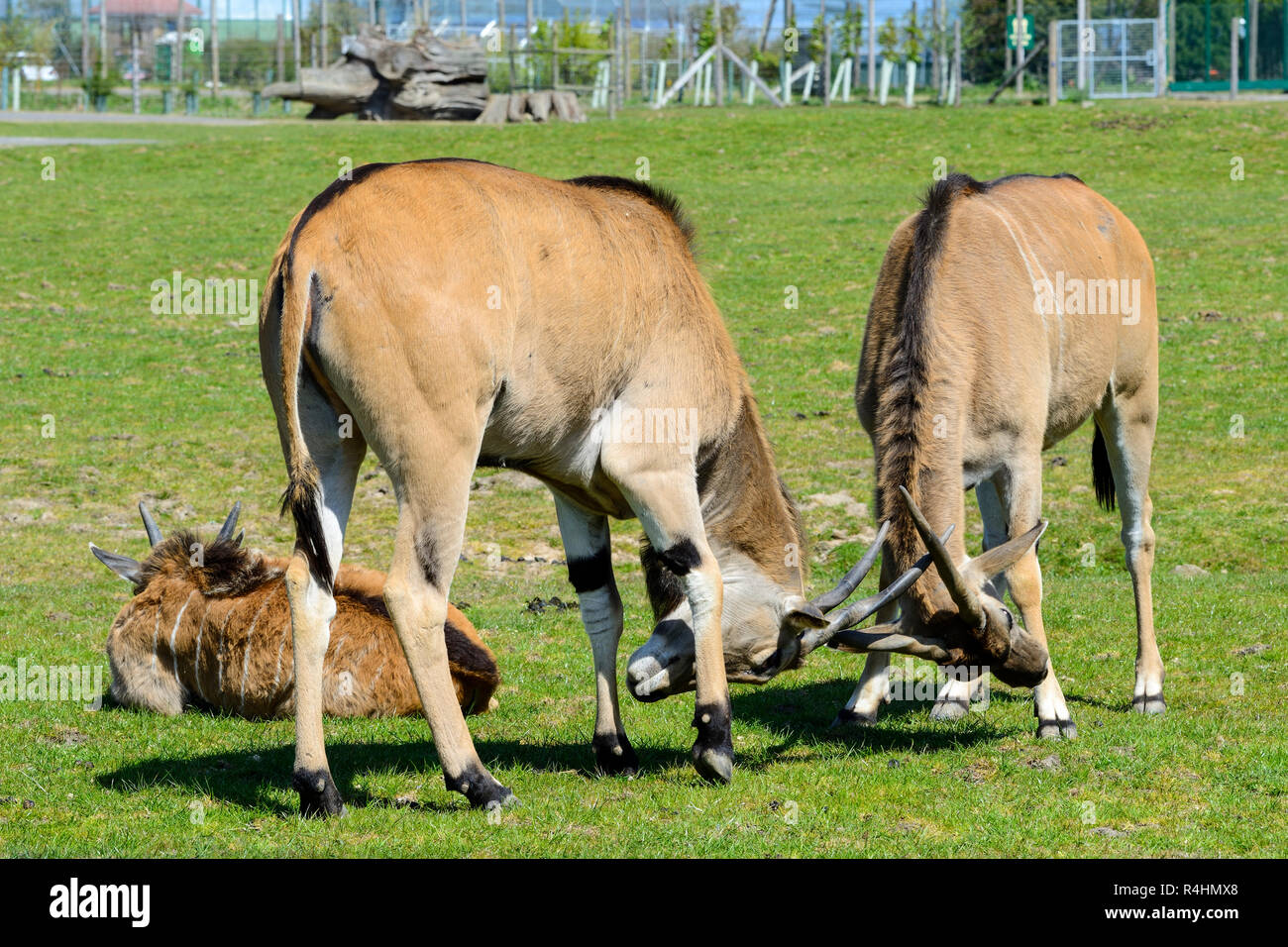 Homme grand koudou (Tragelaphus strepsiceros) sparring, Blair Drummond Safari Park, près de Stirling, Scotland, UK Banque D'Images