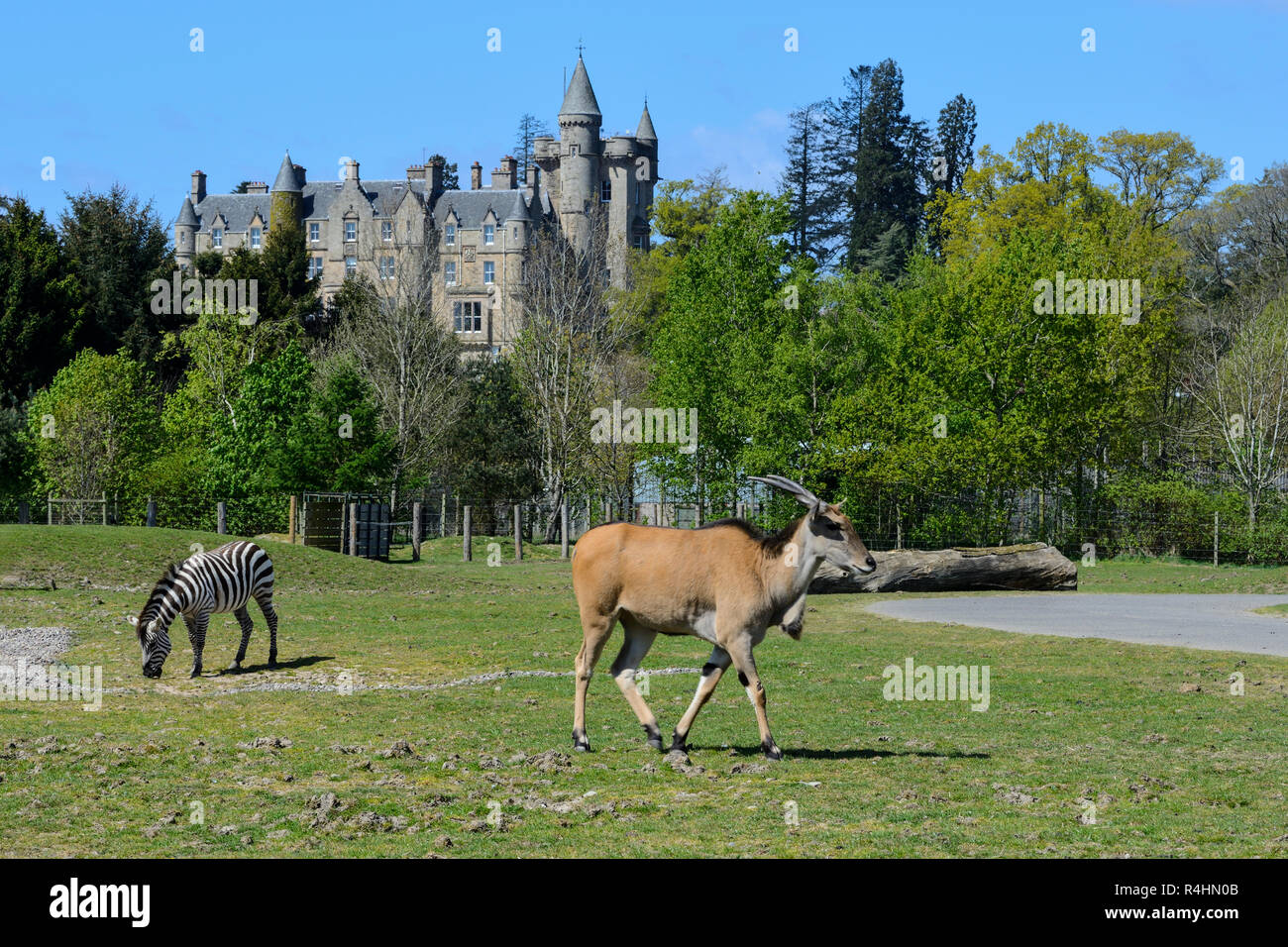 Blair Drummond House, ancienne demeure du début de l'époque victorienne, avec Kudu / Grant's zebra en premier plan - Blair Drummond Safari Park, près de Stirling, Scotland, UK Banque D'Images