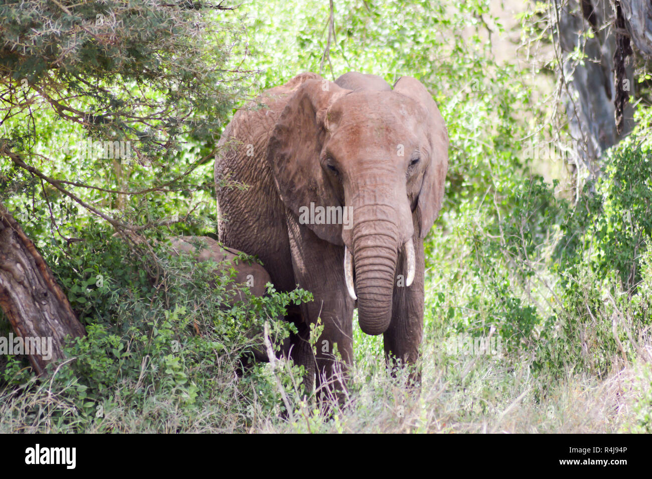 Les jeunes à pied d'éléphant dans la savane Banque D'Images