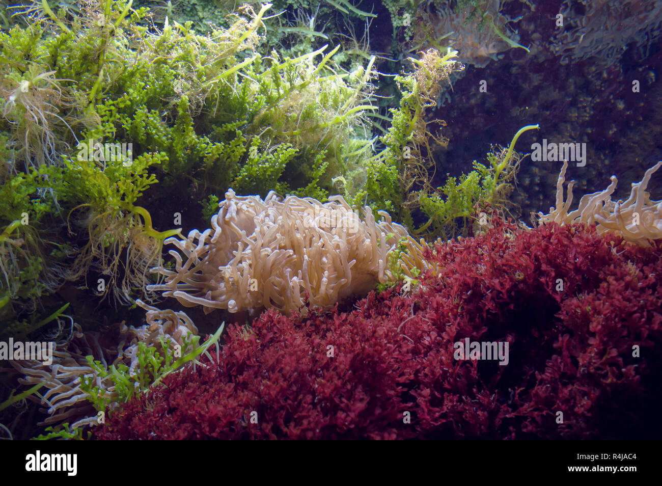 Fond sous-marin de la mer rouge et vert avec les mauvaises herbes et les anémones beige Banque D'Images