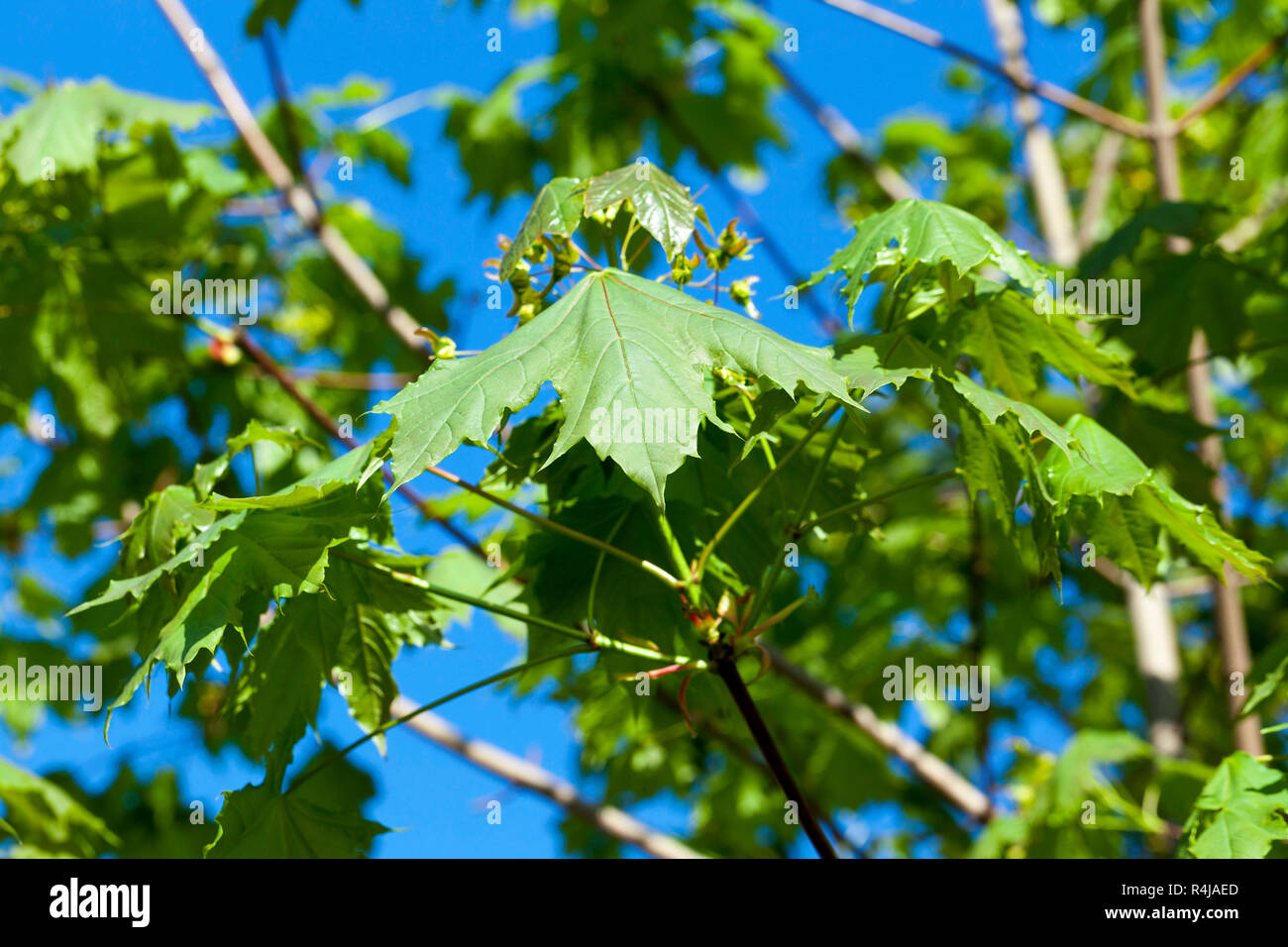 Arbre d'érable au printemps Banque D'Images