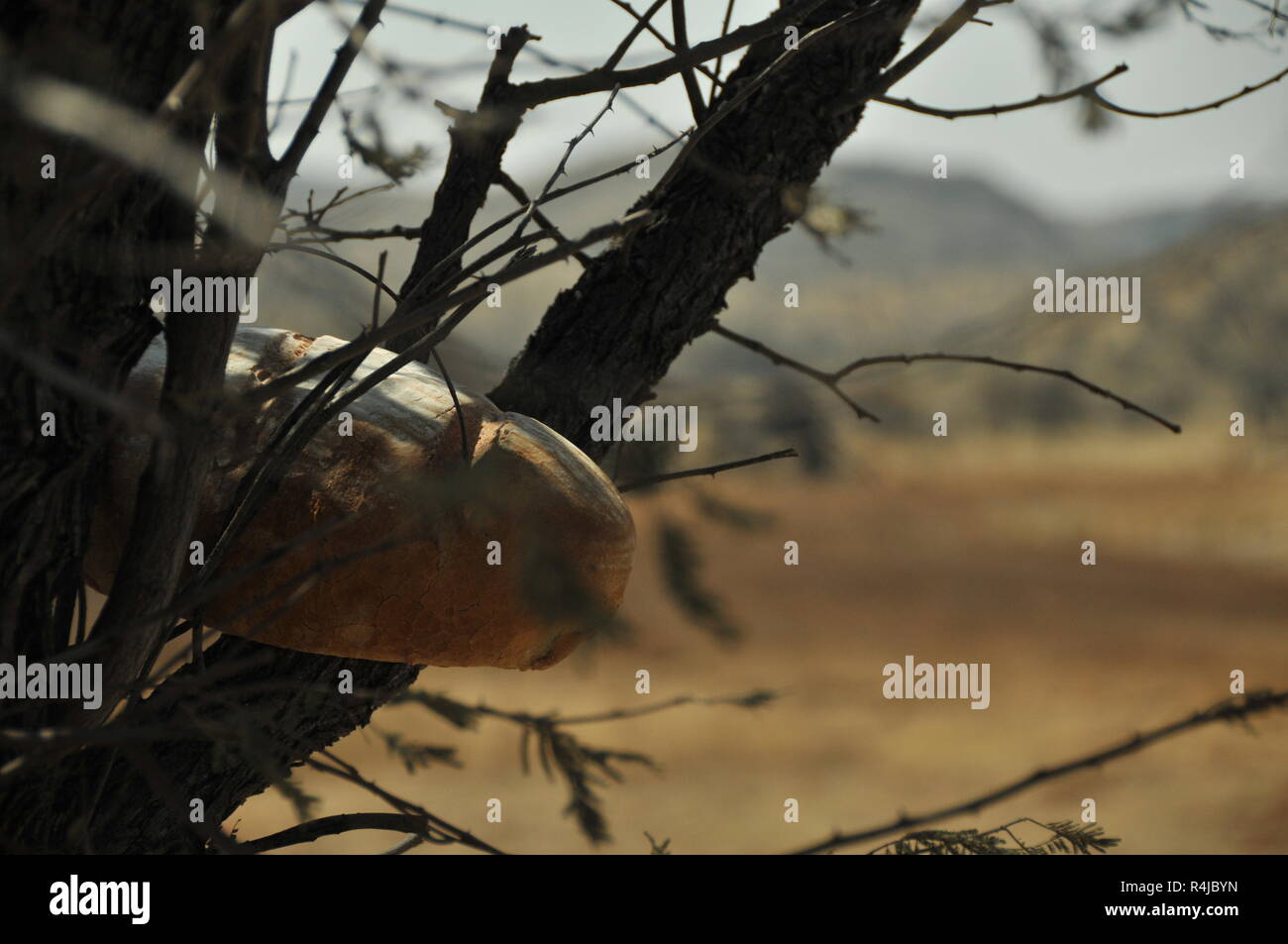 Le pain dans un arbre en Namibie, Avis dam Banque D'Images