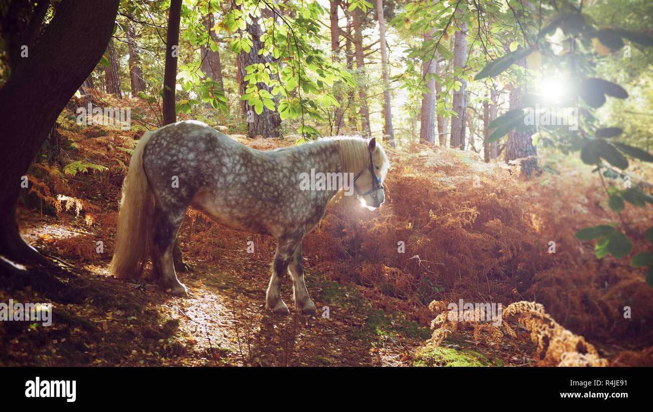 Highland Pony en marchant dans un bois d'automne hill d'un rétro-éclairage par bracken et de pins Banque D'Images