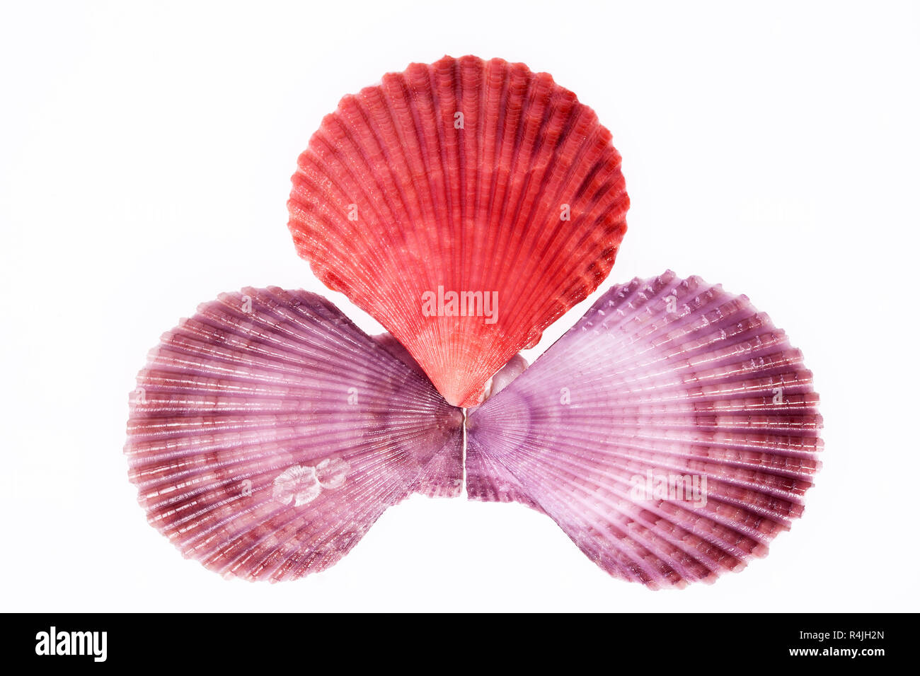 Certains coquillages colorés de mollusque sur fond blanc, Close up Banque D'Images