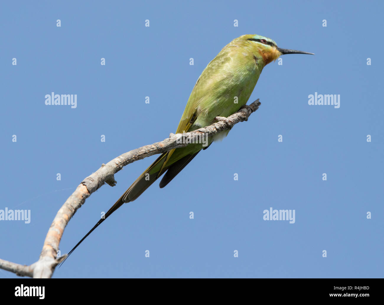 Blue-cheeked Bee-eater (Merops persicus) Banque D'Images