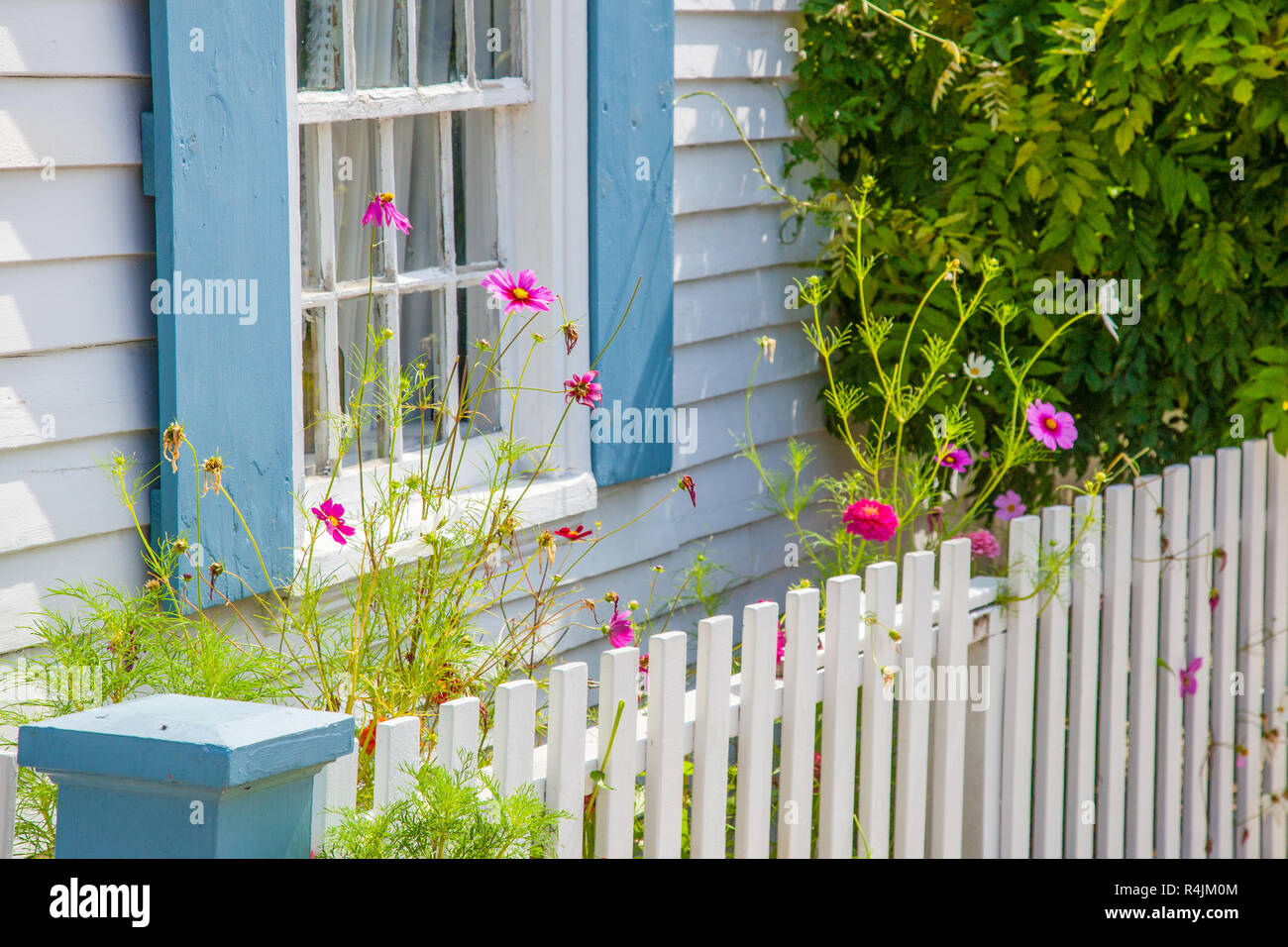 Des fleurs et une clôture blanche dans la région de Rockport, MA Banque D'Images