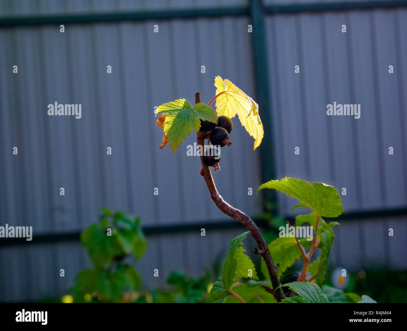 Bush de cassis dans le jardin en été, la Russie Banque D'Images