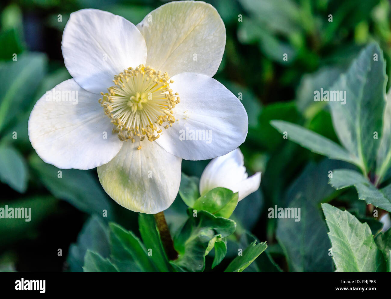 Floraison en début de graines Hellébores, parfois sous le nom de Noël ou le Lenten rose Banque D'Images