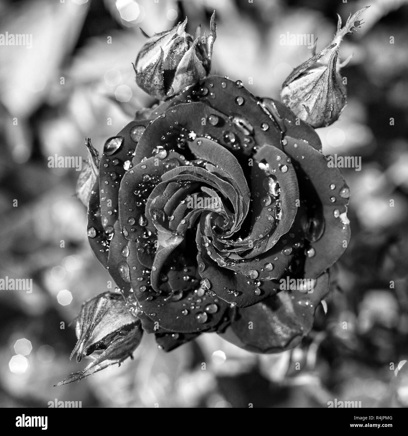 Le noir et blanc rose fleur photo Banque D'Images