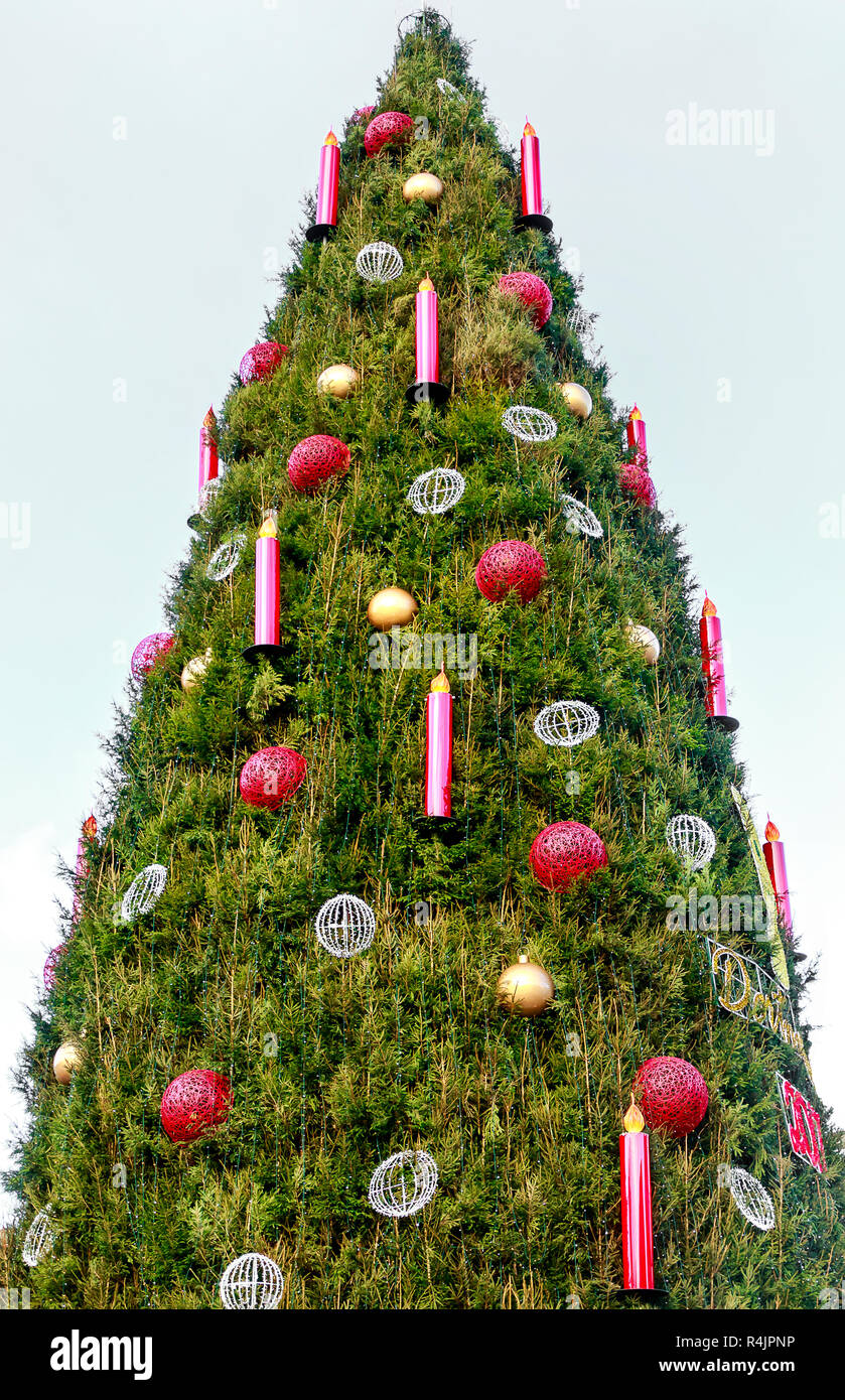 Immense arbre de Noël (faite de centaines de l'épinette rouge) sur l'ancien marché à Dortmund, Allemagne Banque D'Images