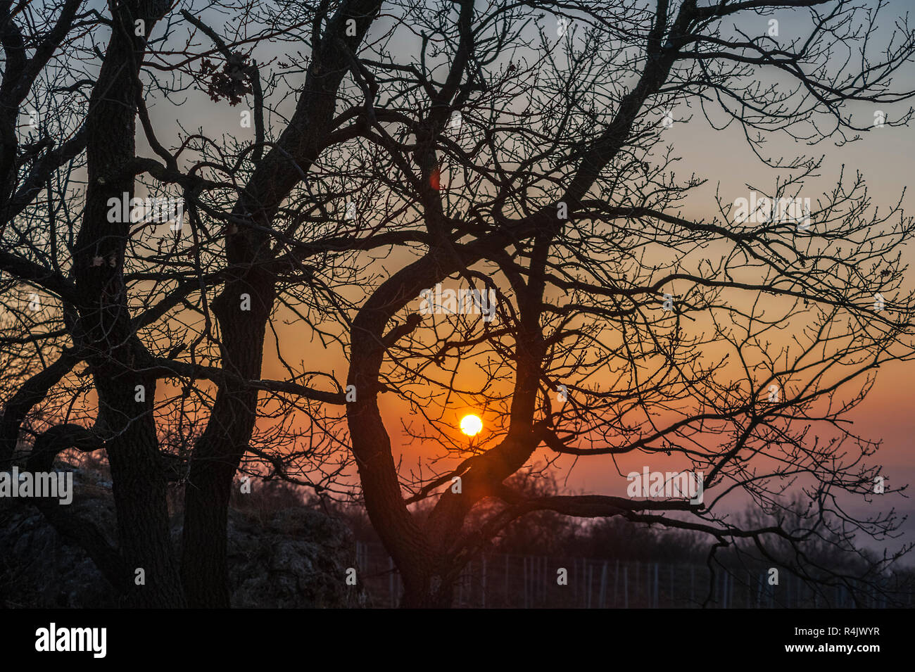 arbre Banque D'Images