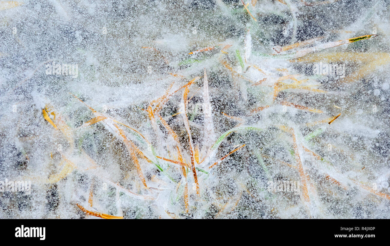 L'herbe sous la glace en hiver Banque D'Images