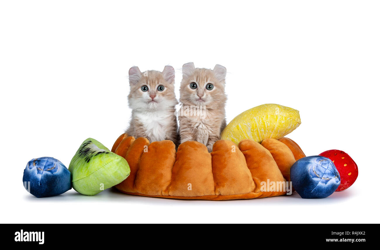 Blanc Creme Avec Deux Chats Chatons American Curl Assis Dans Une Croute A Tarte Faux Avec Morceaux De Fruits Looking At Camera Avec Les Yeux Gris Bleu Isole Sur Blanc Photo