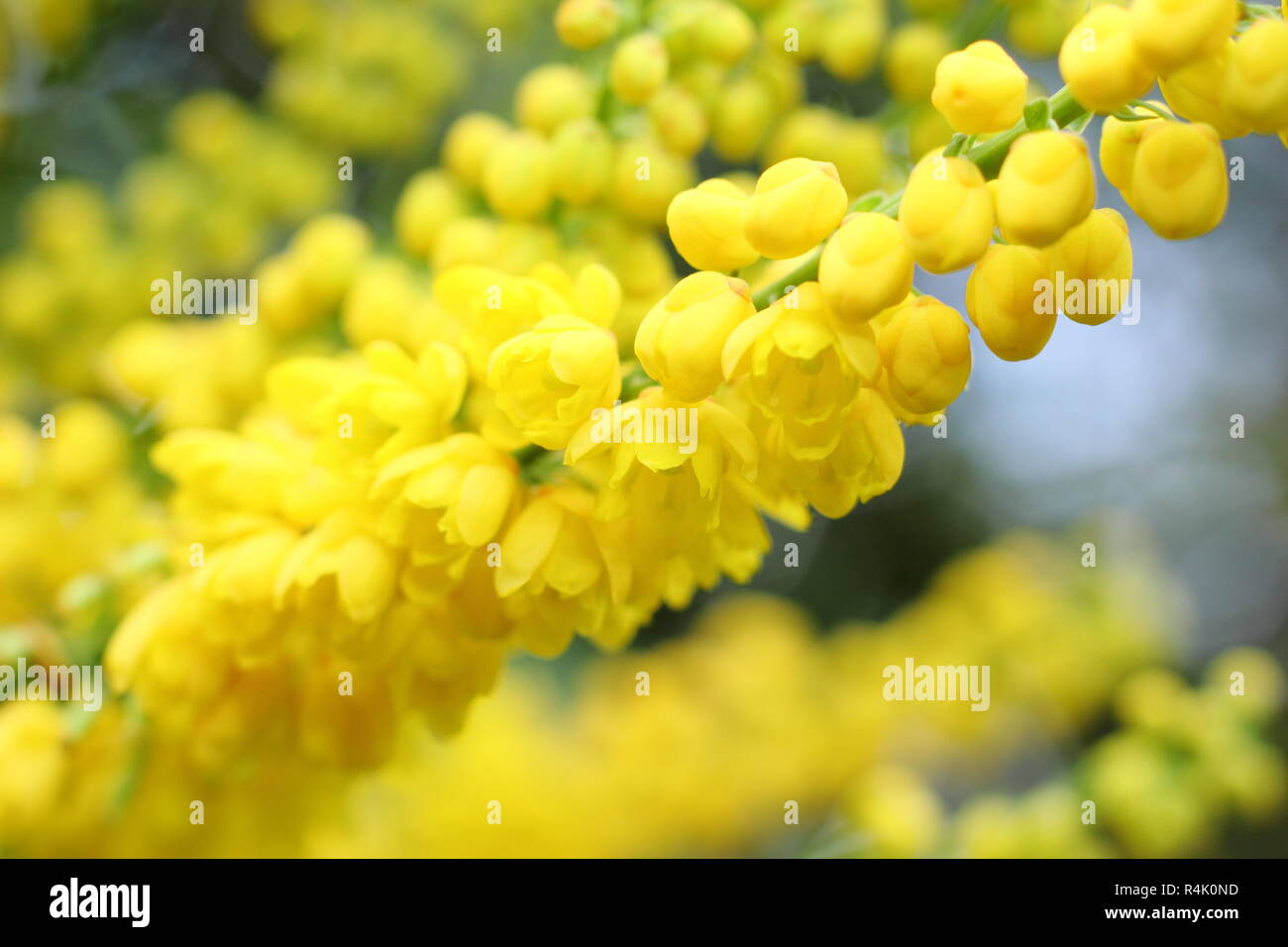 Mahonia x media 'Lionel Fortescue'. Fleurs jaunes parfumées de Mahonia Lionel Fortescue, dans une fin d'automne, au début de l'hiver jardin,UK. Banque D'Images