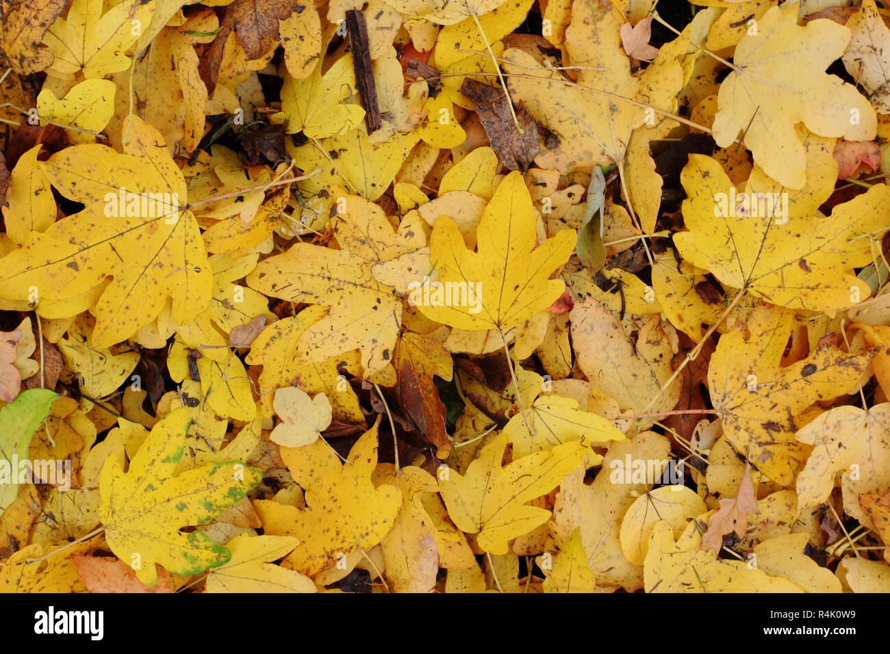 Acer campestre. L'automne les feuilles tombées de l'Acer campestre, ou sur le terrain, de l'érable en automne, UK Banque D'Images
