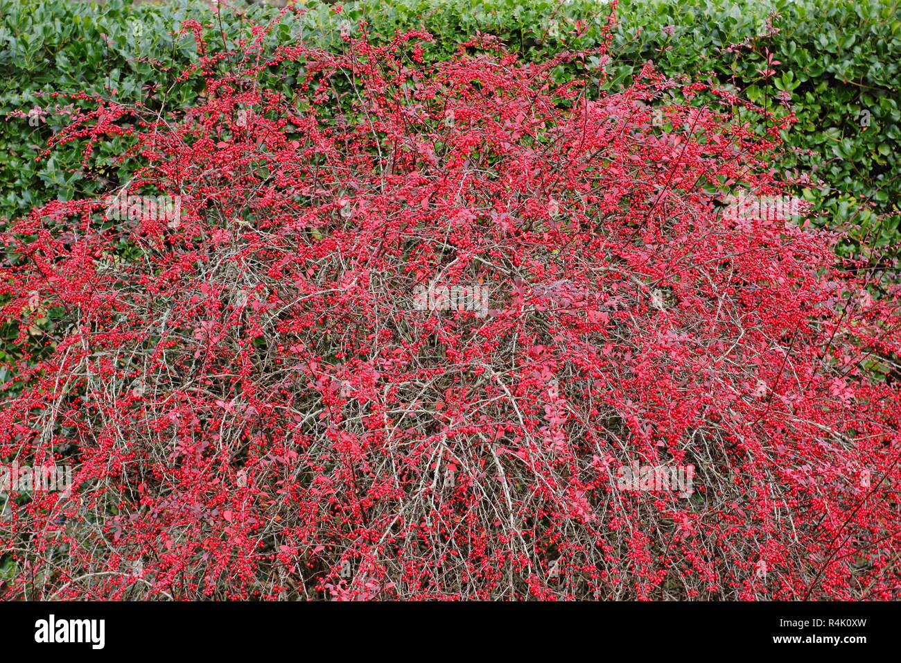 Berberis thunbergii atropurpurea 'Rose Glow'. Berberis 'Rosy Glow', également appelé Berberis Rose Glow, affichant des baies dans un jardin, à la fin de l'automne,UK Banque D'Images