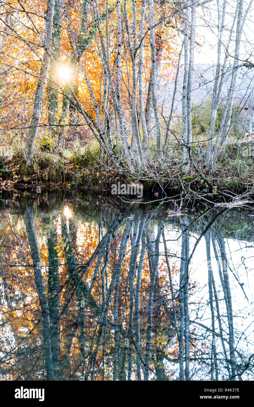 Les bouleaux en miroir dans l'eau, le coucher du soleil en automne, forêt en contrejour, Berne, Suisse Banque D'Images