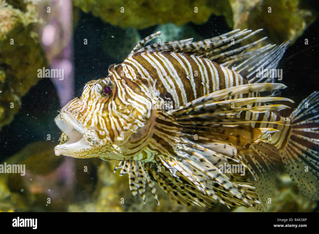 Libre d'un lion poissons nager autour avec la bouche ouverte dans l'aquarium, un poisson tropical de l'océan indo-pacifique Banque D'Images