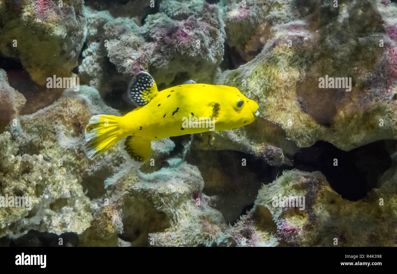 Pintade de nage des poissons-globes d'or en face de quelques roches underwater Banque D'Images