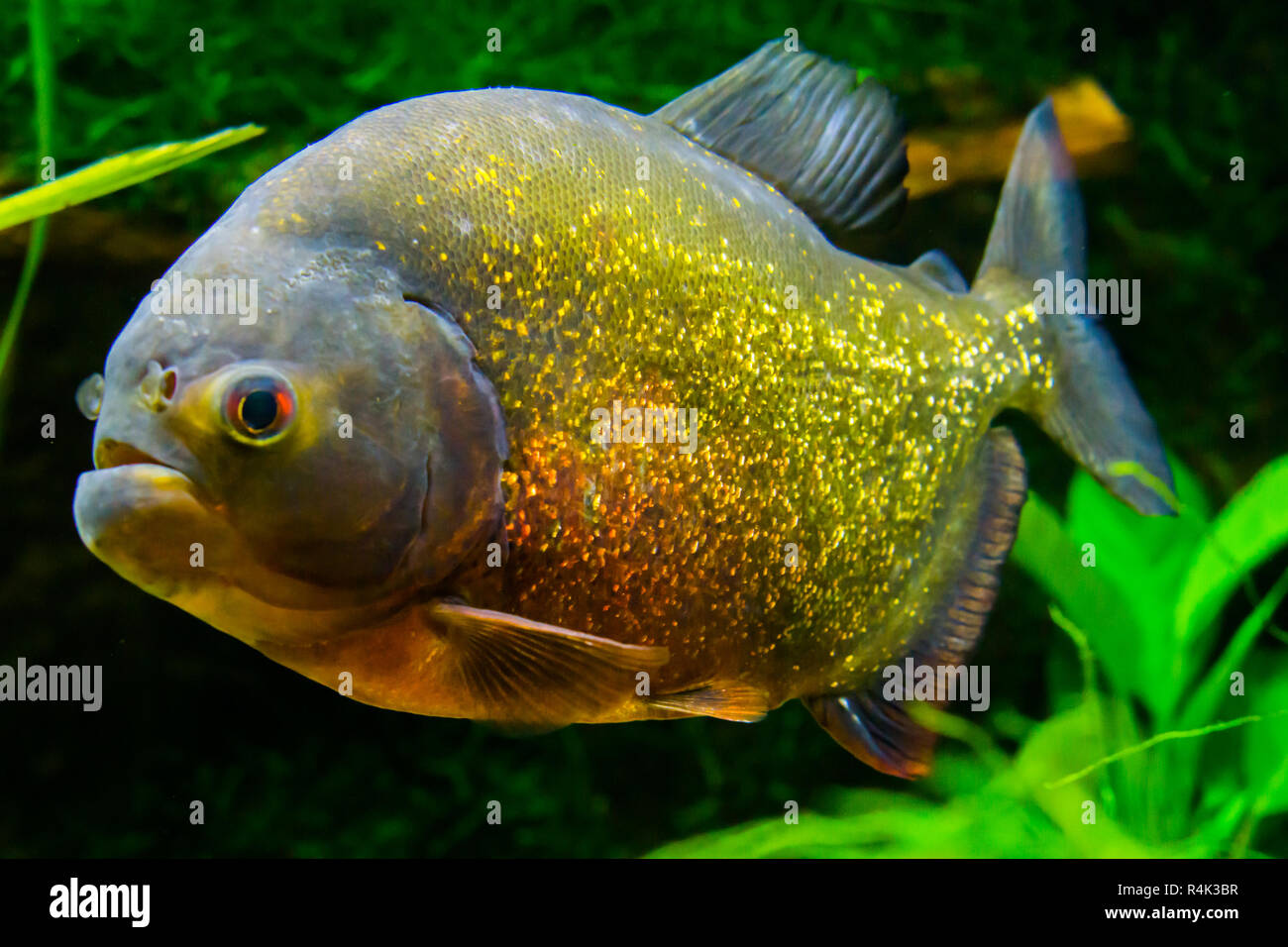 Le piranha à ventre rouge en close up, un poisson tropical étincelant coloré dans les couleurs or, orange et rouge. Banque D'Images