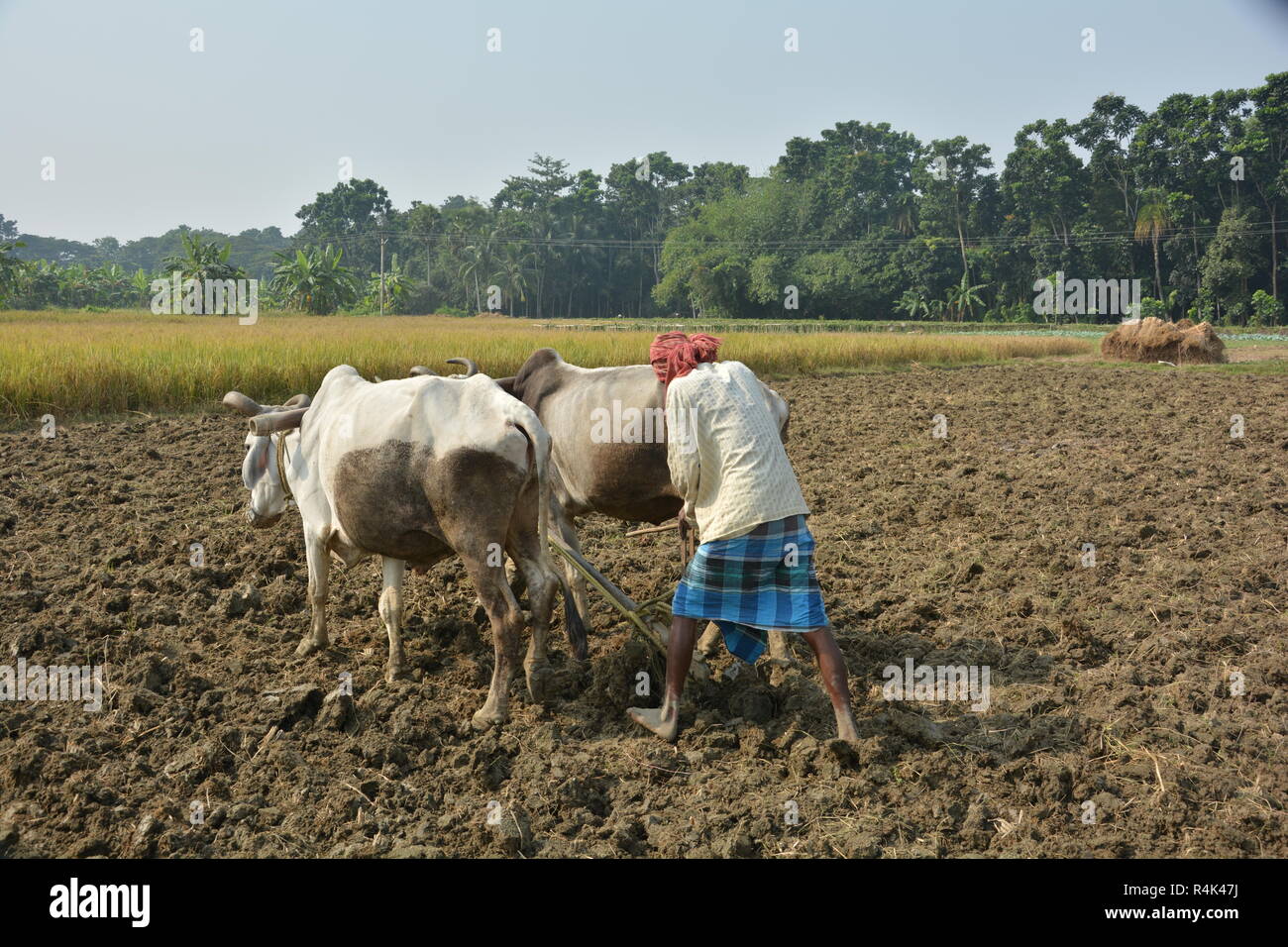 - Un agriculteur indien appartenant à l'ouest du Bengale laboure son champ avec l'aide de ses boeufs ou taureau en utilisant les méthodes traditionnelles de la charrue. Banque D'Images