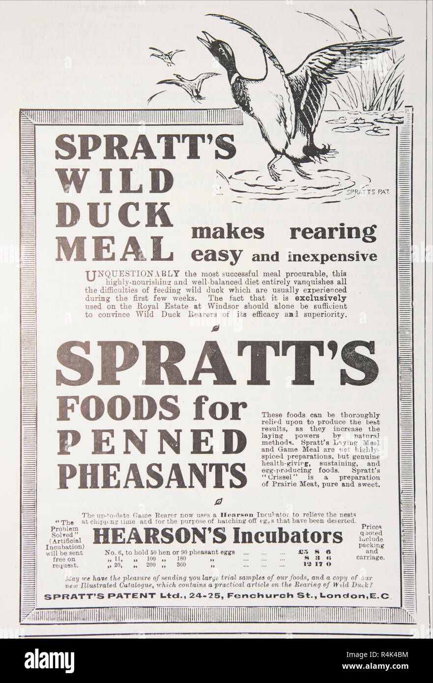 Une vieille publicité pour le faisan et canard Spratt de nourriture. À partir d'un vieux magazine anglais de la période 1914-1918. Banque D'Images