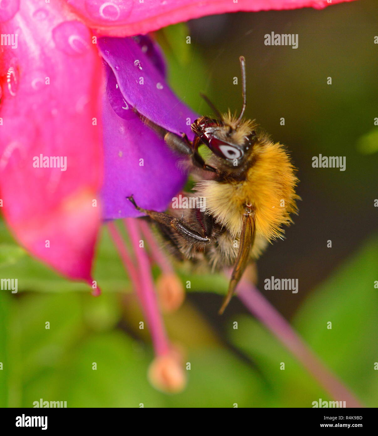 Bourdon - ou Bumble-Bee, Humble Bee Banque D'Images