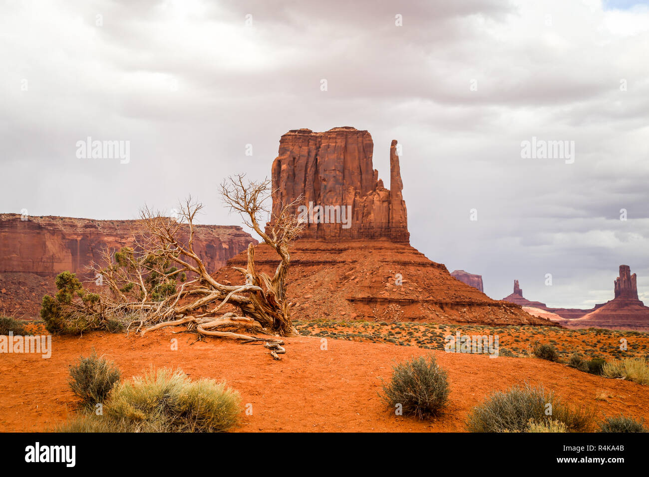 Arbre mort avec un ciel d'orage dans le désert de Monument Valley oljato à la frontière de l'Arizona et l'Utah dans l'ouest américain Banque D'Images