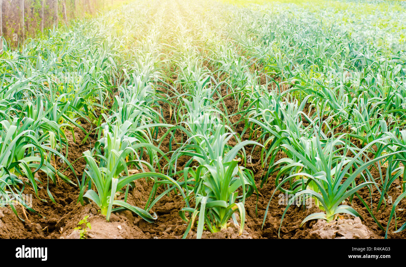 Le poireau dans le champ. L'agriculture, les légumes, les produits agricoles biologiques, l'agro-industrie. Les terres agricoles. Banque D'Images