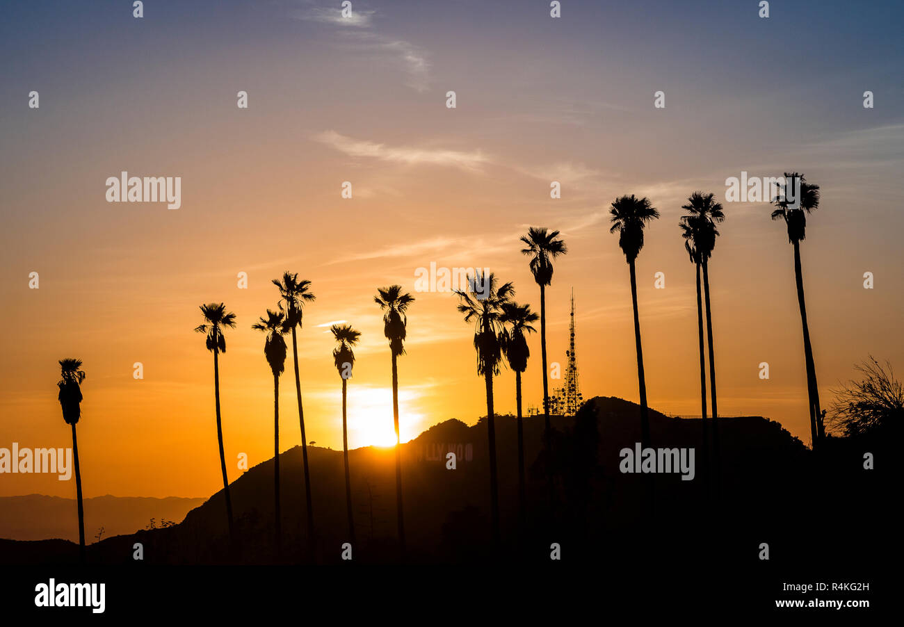 Palmiers à Hollywood au coucher du soleil Banque D'Images