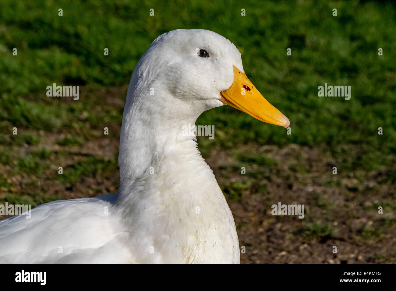 Portrait de l'Amérique blanche importante de canards de Pékin Banque D'Images