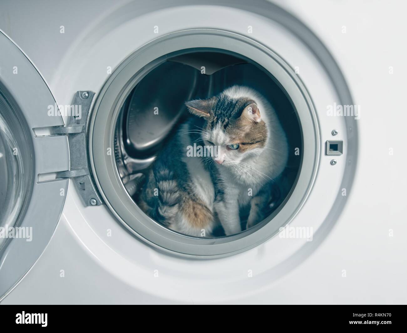Cute cat se cachant dans la machine à laver. Banque D'Images