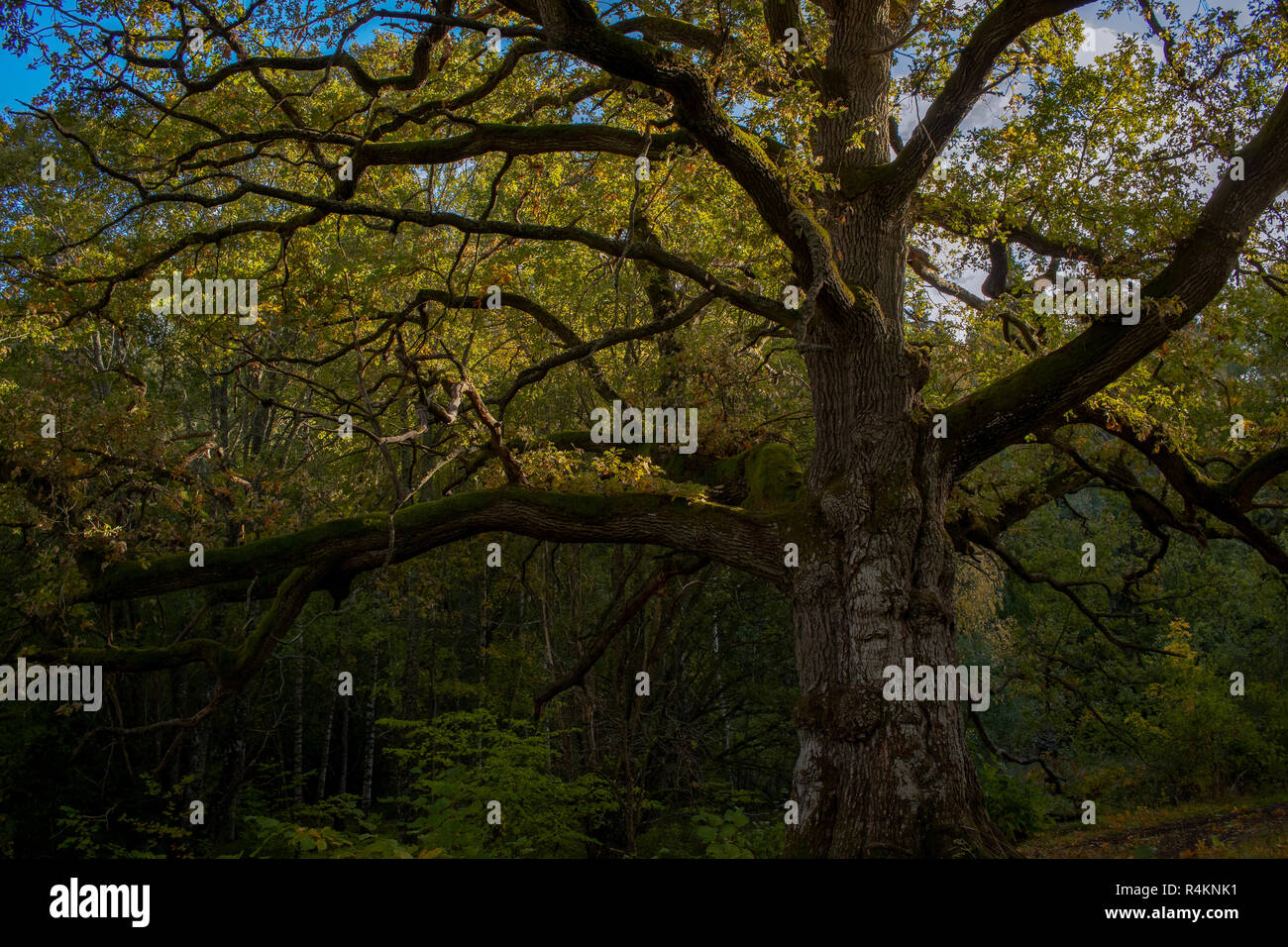 Grand arbre acorn fée Banque D'Images