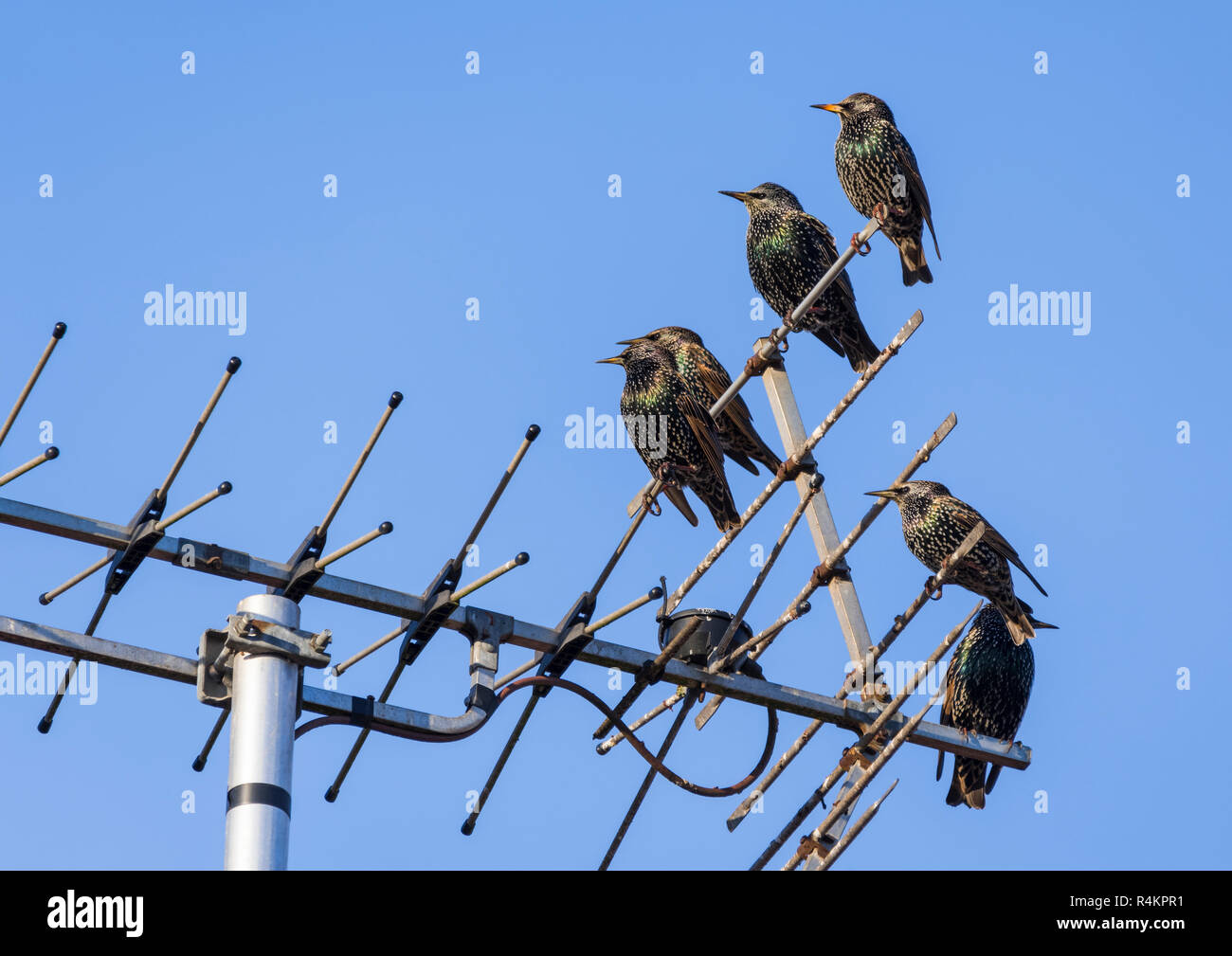 Les étourneaux sansonnets (Sturnus vulgaris) perché sur une TV par antenne (antenne de télévision) à l'automne, avec ciel bleu dans le West Sussex, Angleterre, Royaume-Uni. Banque D'Images