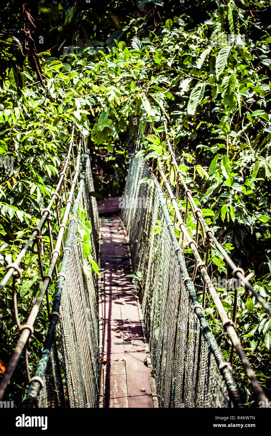 Pont suspendu au mangrove forêt tropicale. Banque D'Images
