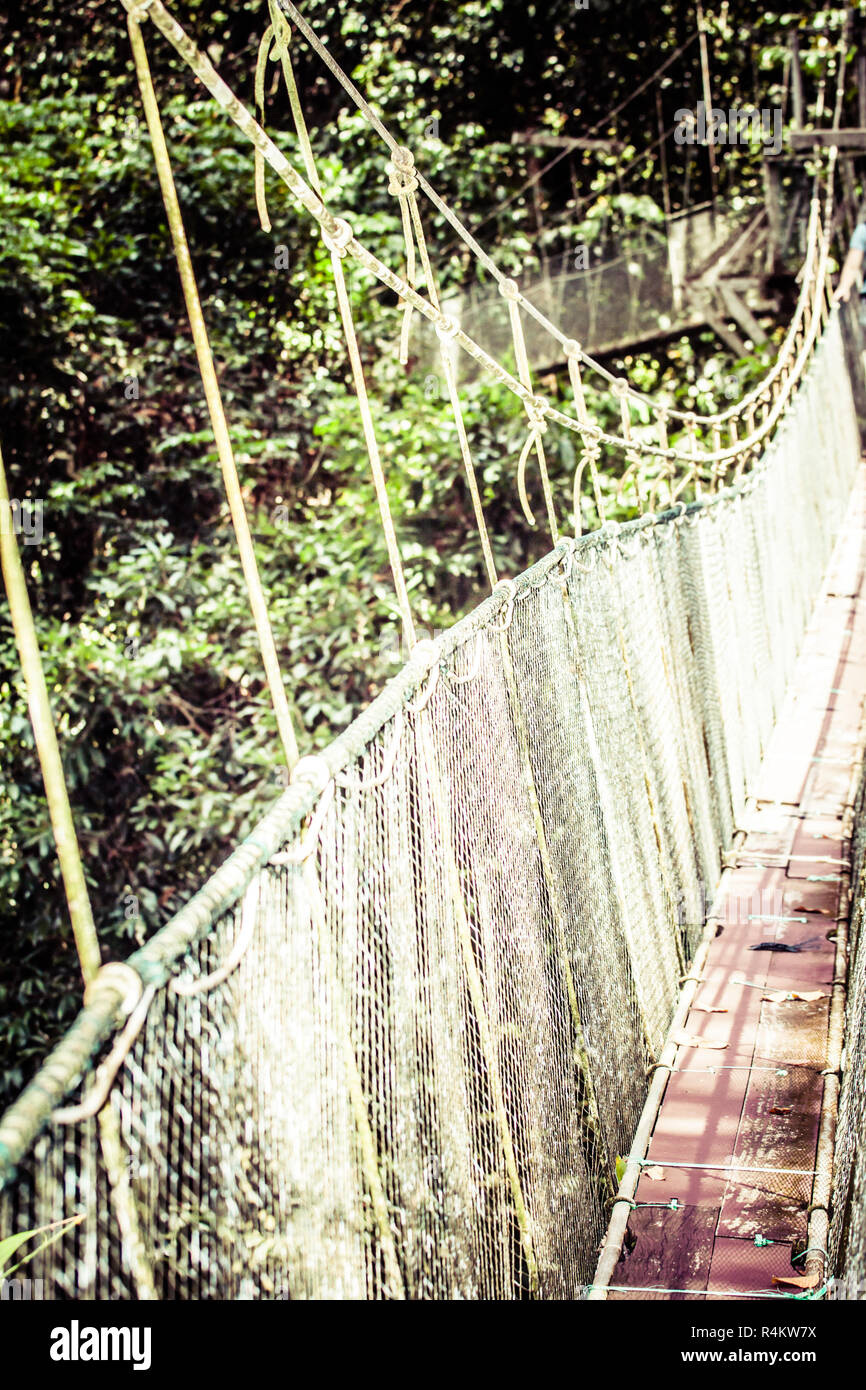 Pont suspendu au mangrove forêt tropicale. Banque D'Images