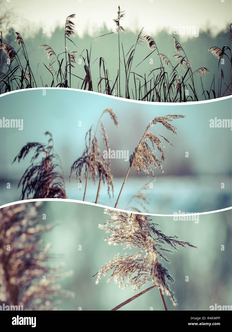 Collage d'herbe d'hiver - (mes photos) Banque D'Images