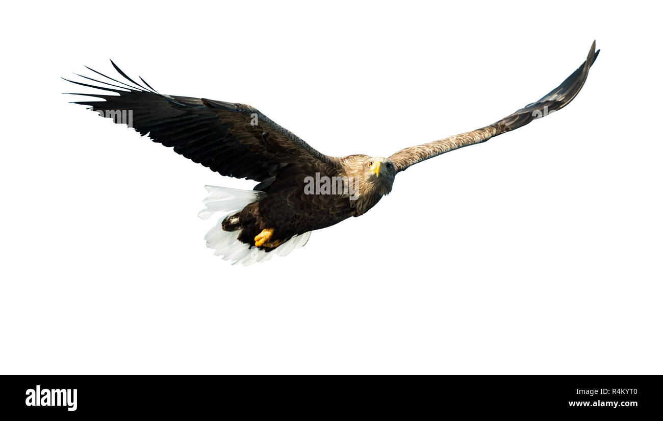 White-tailed eagle en vol. Vue de face. Isolé sur fond blanc. Nom scientifique : Haliaeetus albicilla, également connu sous le nom de ern, erne, gray eagle, de l'Union européenne Banque D'Images