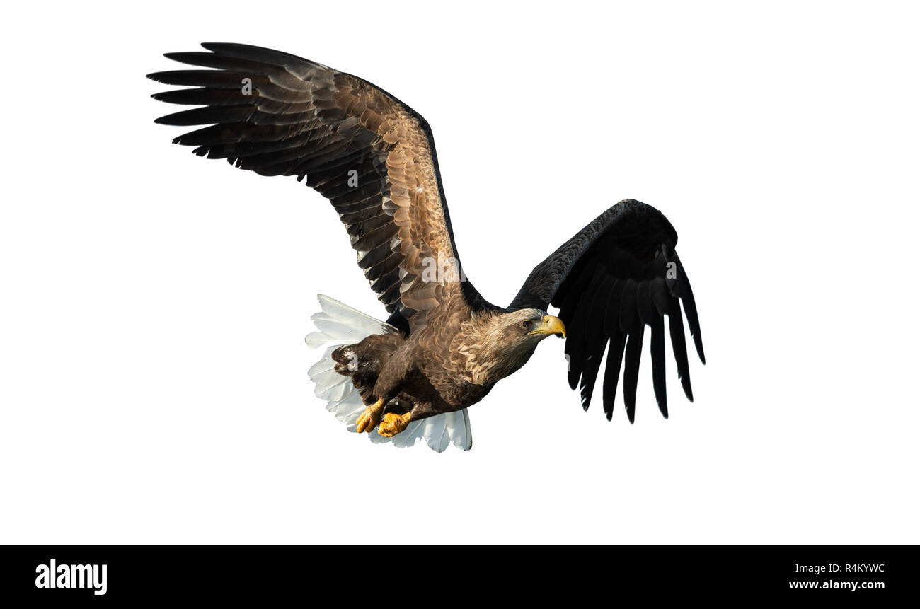 À queue blanche adultes en vol. Isolé sur fond blanc. Nom scientifique : Haliaeetus albicilla, également connu sous le nom de ern, erne, gray eagle, Eurasien Banque D'Images