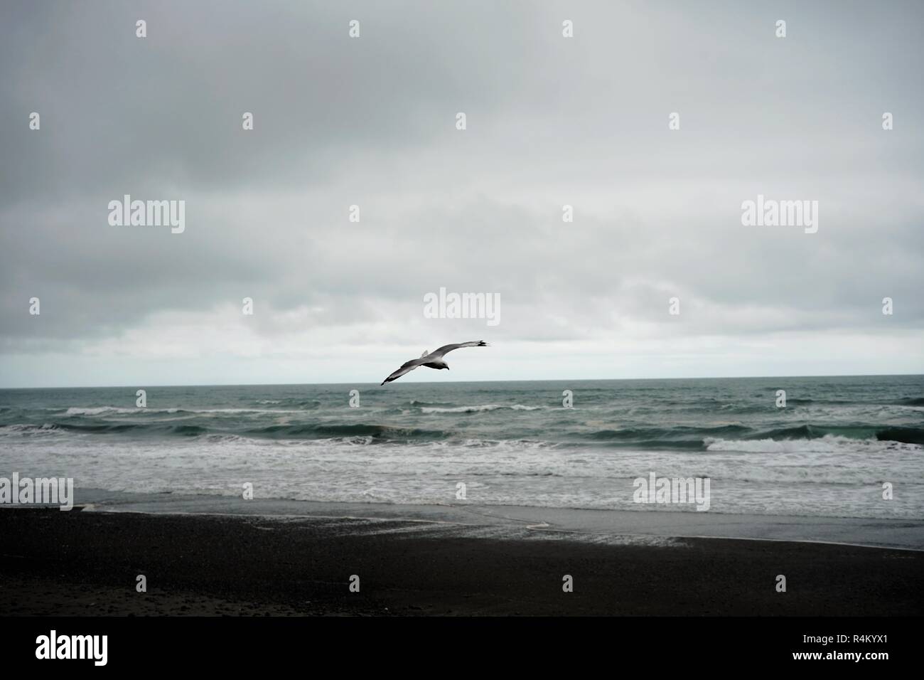 Mouette voler au-dessus de la plage un jour gris nuageux, la Nouvelle-Zélande Île du Sud Banque D'Images