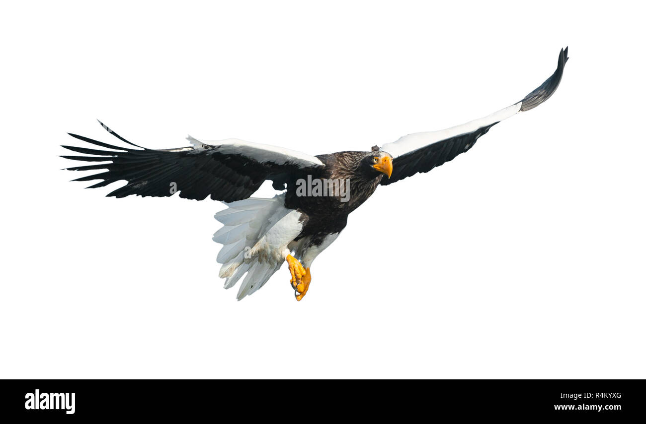 L'aigle de mer de Steller adultes en vol. Vue de face. Nom scientifique : Haliaeetus pelagicus. Isolé sur fond blanc. Banque D'Images