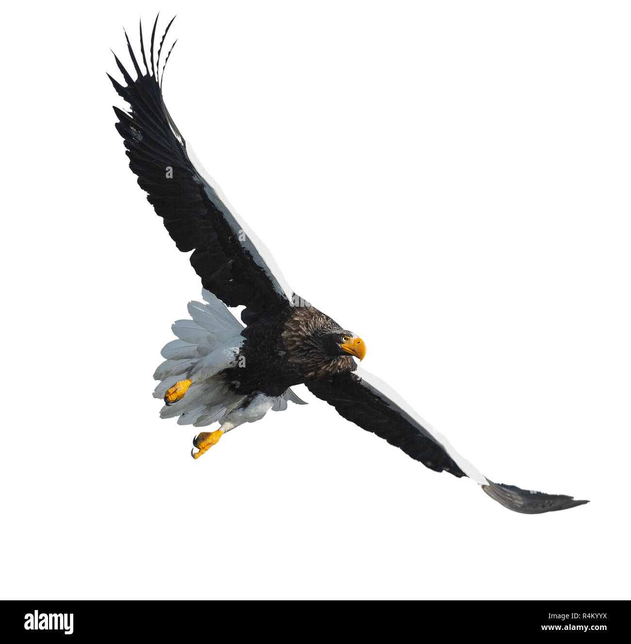 L'aigle de mer de Steller adultes en vol. Vue de face. Nom scientifique : Haliaeetus pelagicus. Isolé sur fond blanc. Banque D'Images