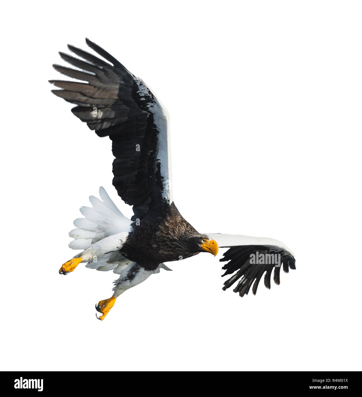L'aigle de mer de Steller adultes en vol. Nom scientifique : Haliaeetus pelagicus. Isolé sur fond blanc. Banque D'Images